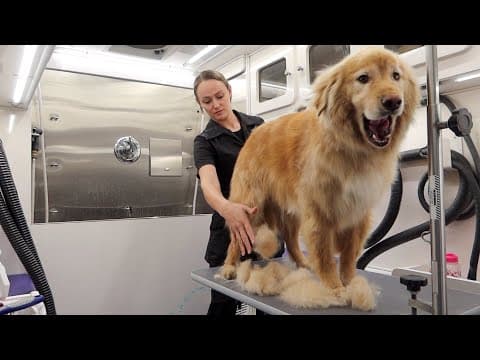 MASSIVE Undercoat Removal On Lion Dog!
