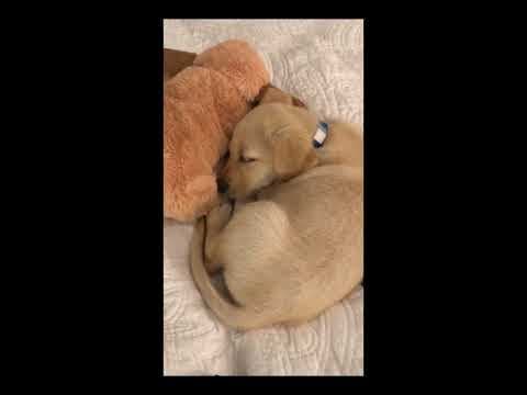 Review: Snuggle Puppy Heartbeat Stuffed Toy - Ultimate Pet Anxiety Relief & Comfort Aid
