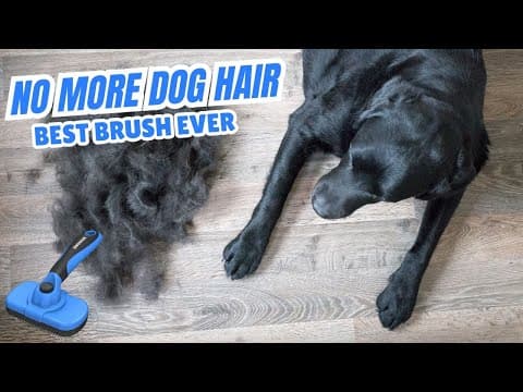 How to Stop Dog Shedding FAST | Best Brush for a Hair-Free Home