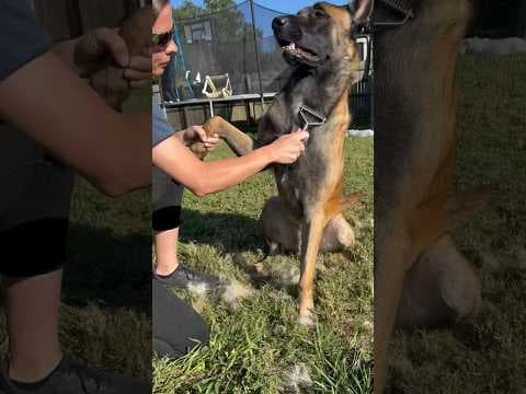 Dog Brush Undercoat Rake #dog #doglife #gooddog