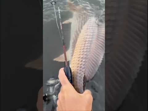 YouTube Video O5rgKGcQnD0