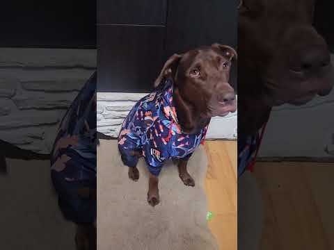 YouTube Video OzXz3C0RjYM