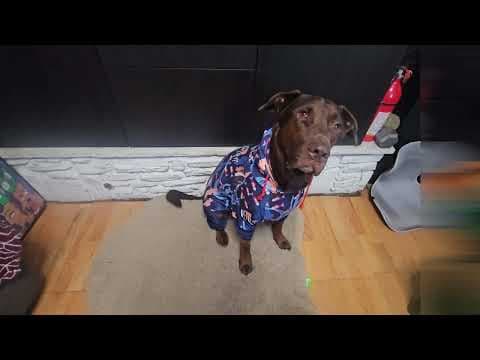 YouTube Video gFz2FOiPhgc